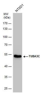 TUBA3C Antibody in Western Blot (WB)