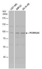 PCDHGA5 Polyclonal Antibody