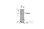 PGAM5 Polyclonal Antibody