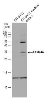 FAM44A Polyclonal Antibody