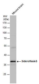 SFXN5 Polyclonal Antibody