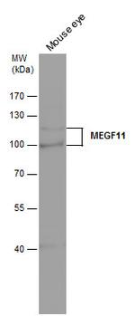 MEGF11 Polyclonal Antibody