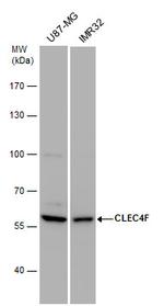 CLEC4F Polyclonal Antibody