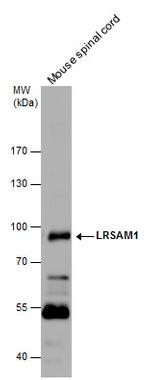 LRSAM1 Polyclonal Antibody