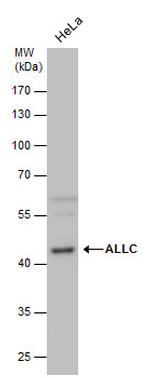 ALLC Polyclonal Antibody