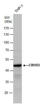 CBWD2 Polyclonal Antibody