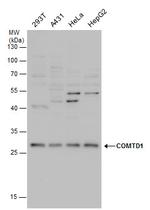 COMTD1 Antibody in Western Blot (WB)