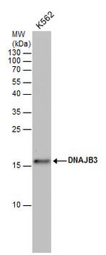 DNAJB3 Polyclonal Antibody