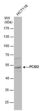 PCID2 Polyclonal Antibody
