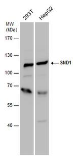 SND1 Polyclonal Antibody