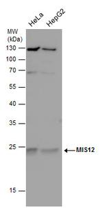 MIS12 Polyclonal Antibody