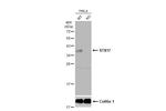 STX17 Antibody in Western Blot (WB)