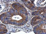 RPL32 Antibody in Immunohistochemistry (Paraffin) (IHC (P))