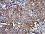 RPL32 Antibody in Immunohistochemistry (Paraffin) (IHC (P))