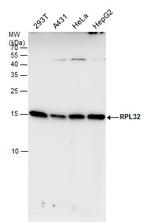 RPL32 Antibody in Western Blot (WB)