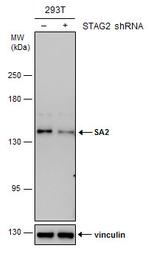STAG2 Antibody
