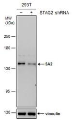 STAG2 Antibody