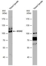 MSH2 Antibody in Western Blot (WB)