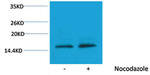 Phospho-Histone H3 (Thr11) Antibody in Western Blot (WB)