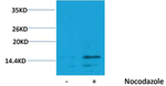 Phospho-Histone H3 (Ser28) Antibody in Western Blot (WB)