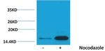 Phospho-Histone H3 (Tyr41) Antibody in Western Blot (WB)
