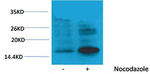 Phospho-Histone H3 (Thr118) Antibody in Western Blot (WB)