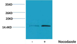 Phospho-Histone H4 (Ser1) Antibody in Western Blot (WB)
