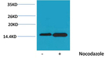 Phospho-Histone H4 (Ser47) Antibody in Western Blot (WB)