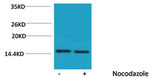 Phospho-Histone H4 (Thr80) Antibody in Western Blot (WB)
