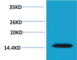 Phospho-Histone H2A.X (Thr120) Antibody in Western Blot (WB)