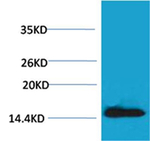 Phospho-Histone H2A.X (Tyr142) Antibody in Western Blot (WB)