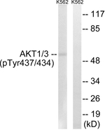 Phospho-AKT1/AKT3 (Tyr437, Tyr434) Antibody in Western Blot (WB)