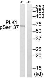 Phospho-PLK1 (Ser137) Polyclonal Antibody