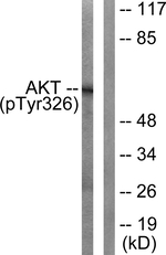 Phospho-AKT1 (Tyr326) Antibody in Western Blot (WB)