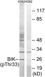 Phospho-BIK (Thr33) Antibody in Western Blot (WB)