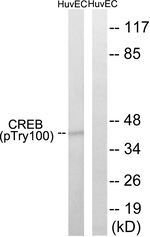 Phospho-CREB (Thr100) Antibody in Western Blot (WB)