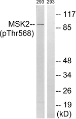 Phospho-MSK2 (Thr568) Antibody in Western Blot (WB)