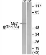 Phospho-MST1 (STK4) (Thr183) Antibody in Western Blot (WB)