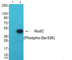 Phospho-NUDC (Ser326) Antibody in Western Blot (WB)