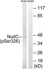 Phospho-NUDC (Ser326) Antibody in Western Blot (WB)