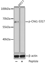 Phospho-CHK1 (Ser317) Antibody in Western Blot (WB)
