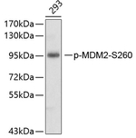 Phospho-MDM2 (Ser260) Antibody in Western Blot (WB)