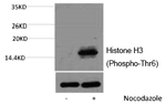 Phospho-Histone H3 (Thr6) Antibody in Western Blot (WB)