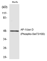Phospho-c-Jun (Ser73, Ser100) Antibody in Western Blot (WB)