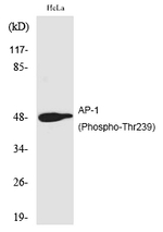 Phospho-c-Jun (Thr239) Antibody in Western Blot (WB)