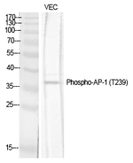 Phospho-c-Jun (Thr239) Antibody in Western Blot (WB)