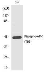 Phospho-c-Jun (Thr93) Antibody in Western Blot (WB)