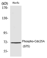Phospho-Cdc25A (Ser75) Polyclonal Antibody
