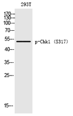 Phospho-CHK1 (Ser317) Antibody in Western Blot (WB)