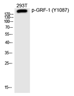 Phospho-GRF-1 (Tyr1087) Polyclonal Antibody